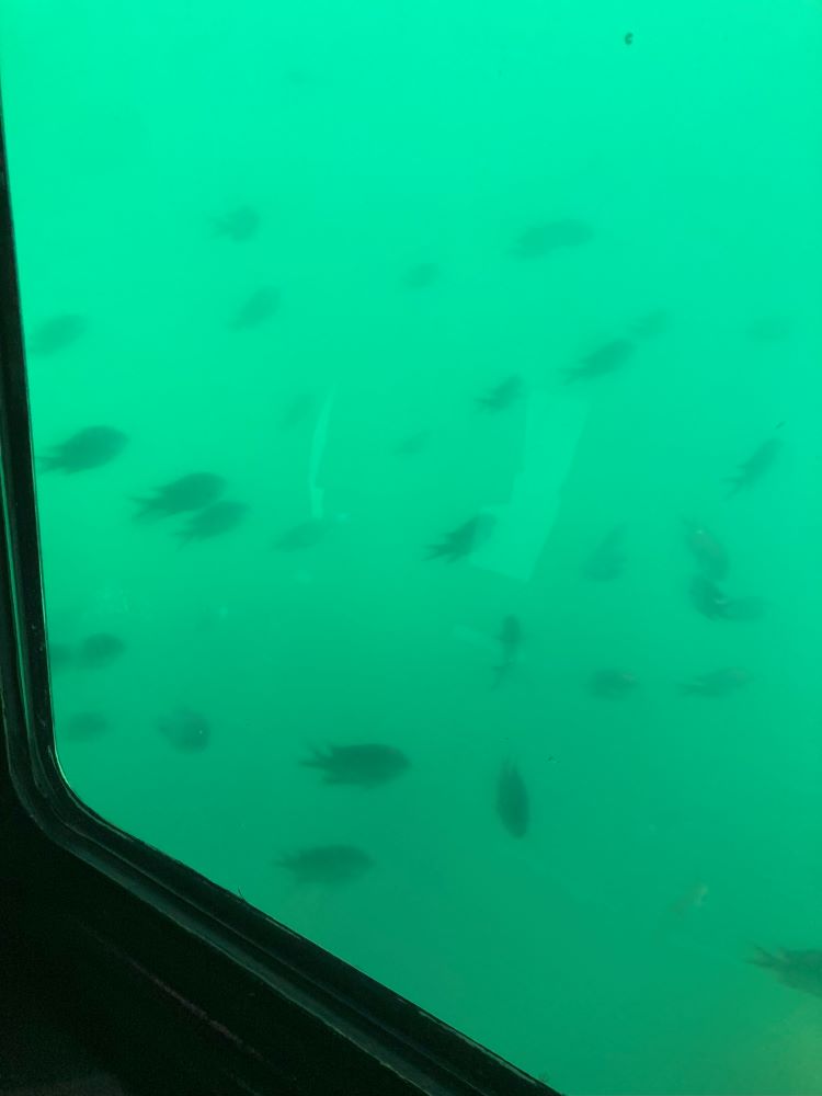 魚がもやもや見える